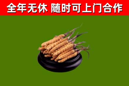 海南区回收冬虫夏草